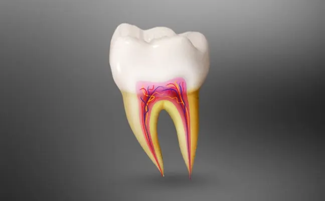  Root Canal Treatment Apex Cary NC