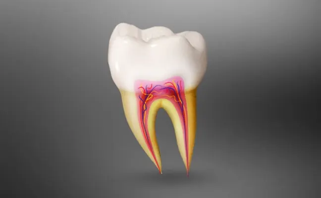 Root Canal Treatment Apex Cary NC Root Canal Treatment Apex Cary NC